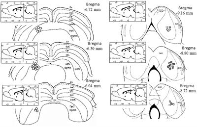 Inhibitory effects of prepulse stimuli on the electrophysiological responses to startle stimuli in the deep layers of the superior colliculus